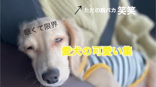 【ミニチュアダックス】ただの可愛い集〜親バカ〜　#ミニチュアダックスフンド #いぬ #puppy #dog #baby