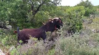 λιβαδίτικα γίδια Greek goats from Livadeia