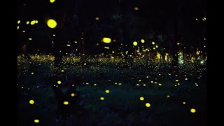 Fireflies Glowing In The Dark