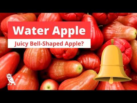 What is a bell Apple?