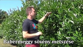 Babérmeggy sövény metszése