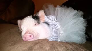 A Pig In A Tutu