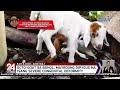 Kambing, ipinanganak na may walong binti | 24 Oras Weekend