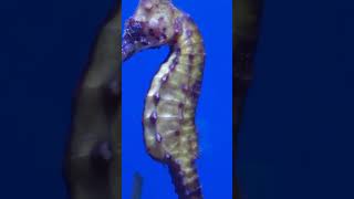 Meeting a Seahorse for the First Time – Cairns Aquarium