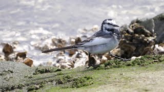 葛西臨海公園のハクセキレイ　その１（4K60P動画）