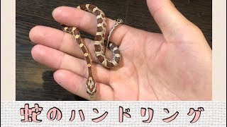 ヘビの触り方【ハンドリングの仕方】