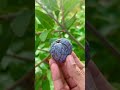 😳 கருப்பு சீத்தாப்பழம் black custard apple 🍏