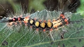 Raupe des Schlehenspinner Schmetterlings gerettet #schmetterling #raupe