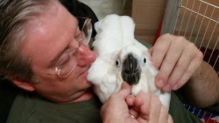 Onni Cockatoo As An Infant (learning to use his voice and wings)