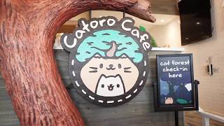 A quick guide to Catoro Cafe