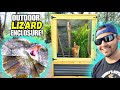 DIY Outdoor Lizard Enclosure for a FRILLED DRAGON! (PART 2)