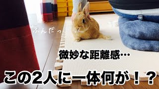 嫌なことがあると態度で示すうさぎ #377