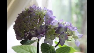 小さな窓の花ごよみ 1209 夢見る紫陽花 ♪愛の夢 千住真理子 ♪