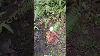 SAWIT SEMAK MAU DI ROBOHKAN #shortsfeed #sawit #berandayoutube #fypyoutube #fypシ゚