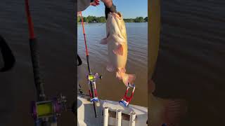 Giant Flathead catfish released alive #fishing #catfish #howtocatchcatfish #dietermelhornfishing