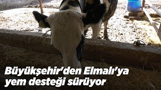 Büyükşehir'den Elmalı'ya yem desteği sürüyor