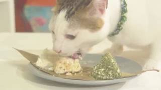 起司貓粽，貓咪也可以吃粽子！【貓副食食譜】好味貓廚房EP1
