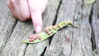 Eucalyptus galls- Whats that