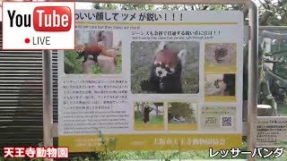 【LIVE】レッサーパンダ  メルくん シュウナちゃん 咲弥ちゃん 天王寺動物園 Red panda