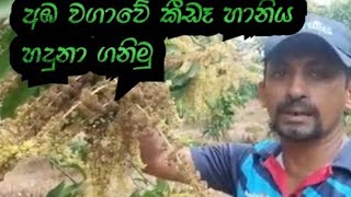 අඹ වගාව 07 | අඹ වගවේ කීඩෑ හානිය හදුනා ගනිමු | Agri Life with Dilupa Akalanka