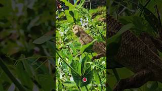 Girgiti | গিরগিটি কি ভাবে রং বদলায় #shorts #wildlife #animalplanet