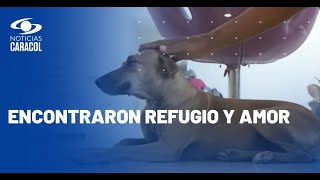Ejemplo de empatía: perros en Cartagena pueden refugiarse del calor en centro comercial