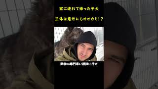 巨大オオカミになった子犬！？🐺