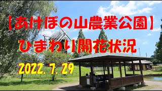 【あけぼの山農業公園】気温35度、ひまわり見学してきました。約8万本のひまわりが咲き誇る場所です！