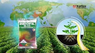 Indofil | M 45 | POTATO Assamese | Fungicide