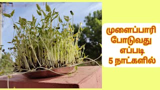 முளைப்பாரி போடுவது எப்படி 5 நாட்களில் / How to grow sprouts in 5 days #pinkorange