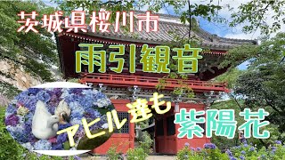 紫陽花の季節　茨城県の雨引観音に行ってきました！