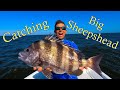 How to Catch lots of Big Sheepshead, Pro Tips and Tricks!