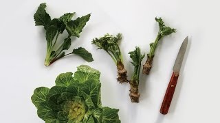 [키친가이드] 봄나물 손질법 1탄! 봄동, 두릅, 취나물 손질하기 : How to trim spring greens #1 [아내의 식탁]