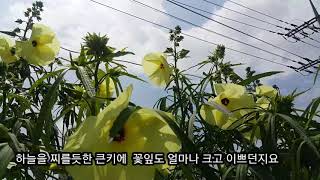 무슨 꽃일까요?..수국잎이 타들어갑니다  어찌할까요?..정원가꾸기 (짧은 영상)