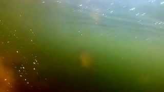 Cach carp under water