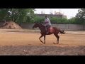 Horse riding.   Gopi krishna  school.  Proddatur