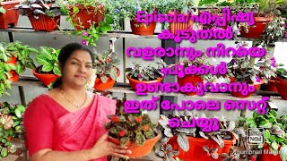 Episcia Plant Care malayalam/Flame violet/എപ്പിഷ്യ/Episcia easy propagation/പൂക്കൾ നിറയാൻ ടിപ്സ്