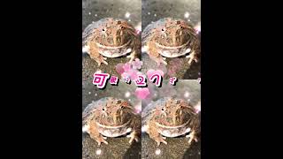 可愛い大切なツノガエル💕#frog #pacmanfrog #クランウェルツノガエル #ツノガエル