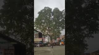 മുത്തശ്ശി ആൽമരം#tree #trending #tripunithura #green #trees #nature #youtubeshorts #shortsfeed #viral