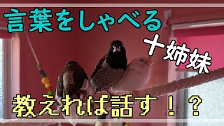 言葉をしゃべる十姉妹