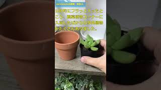 状態のキレイな100均 多肉植物！～セダム・オウレイ～