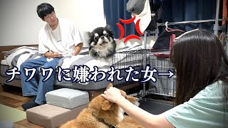 【吠えるチワワ】もう仲良くなることはありません