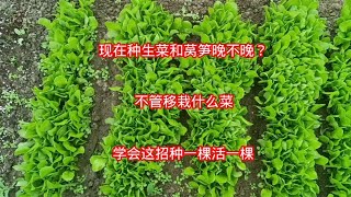 现在种生菜和莴笋晚不晚？不管移栽什么菜，学会这招种一棵活一棵