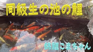 同級生Fの池の鯉　錦鯉こまちゃん　23.2.22