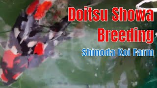 Shinoda Showa Doitsu Breeding