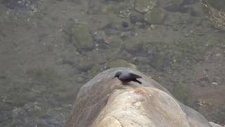 WallCreeper at Bageshwar 1