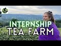 Internship in a Japanese Tea Farm in Wazuka, Kyoto - Intern #124 Claire