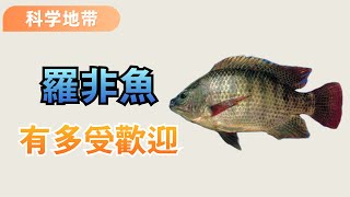 Tilapia actually eats its own baby in its mouth?