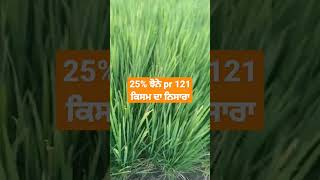 25% ਝੋਨੇ pr 121 ਕਿਸਮ ਦਾ ਨਿਸਾਰਾ