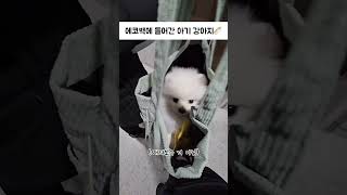 에코백에 쏙 들어간 #강아지 #dog #shorts